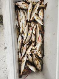 Apalachicola Report Photo 1