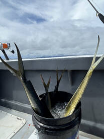 Herradura Report Photo 1