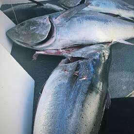 Tuna committed  suicide today.