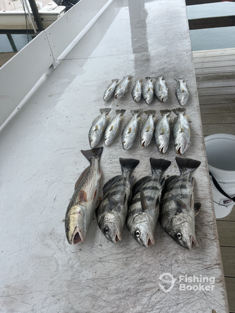 Orange Beach Report Photo 0