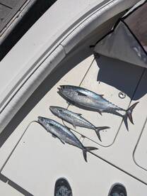 St. Petersburg Report Photo 2