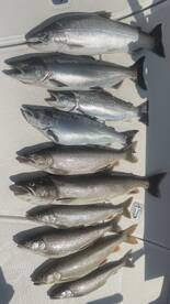 Grand Slam 5 Species Skamania Rainbow Tr