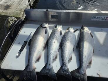 Coho for days