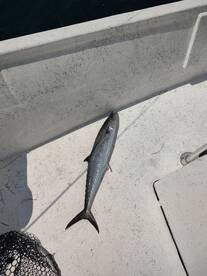 Orange Beach Report Photo 2