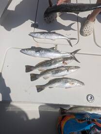 Crazy Action in the Bay