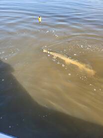 Empire Report Photo 2