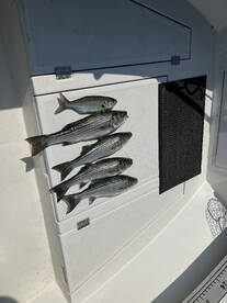 Chesapeake Beach Report Photo 1