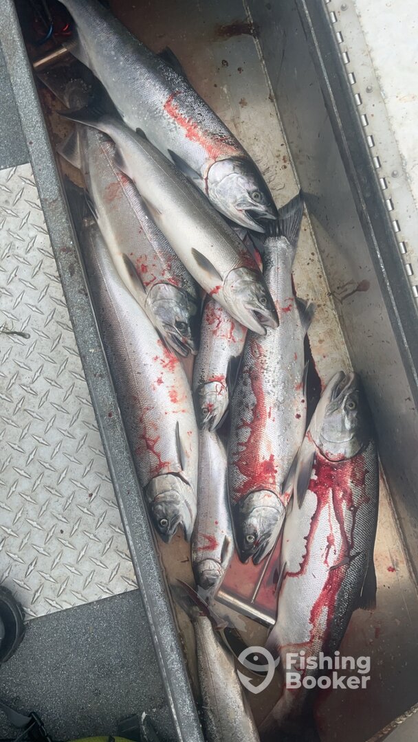 Montesano Report Photo 0