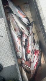 Now is the time to book a coho trip! 