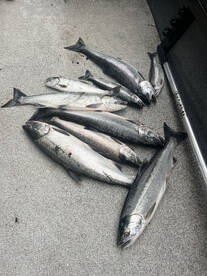 Montesano Report Photo 4