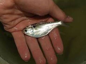 Stripers hitting top water early, small 