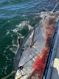 Hampton Beach Report Photo 4