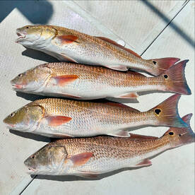 2024 mullet run inshore fishing is on fi