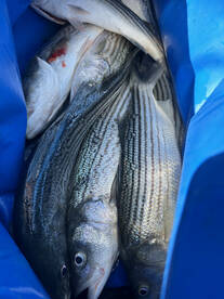 Pittsburg Report Photo 2