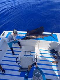1 Sailfish 1 Stripped Marlin