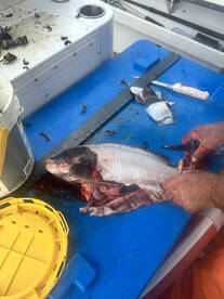 Tog meat for the pan! 