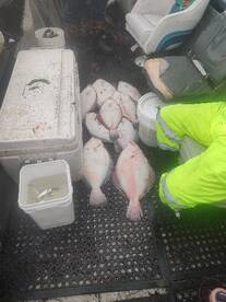 Hot fluke fishing in moriches