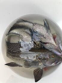 Cape May Report Photo 1