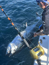 Montauk Report Photo 1