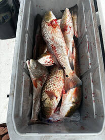 Ocean Springs Report Photo 1