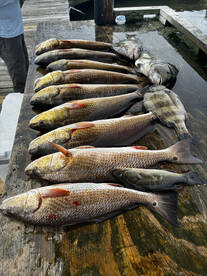 Ocean Springs Report Photo 2