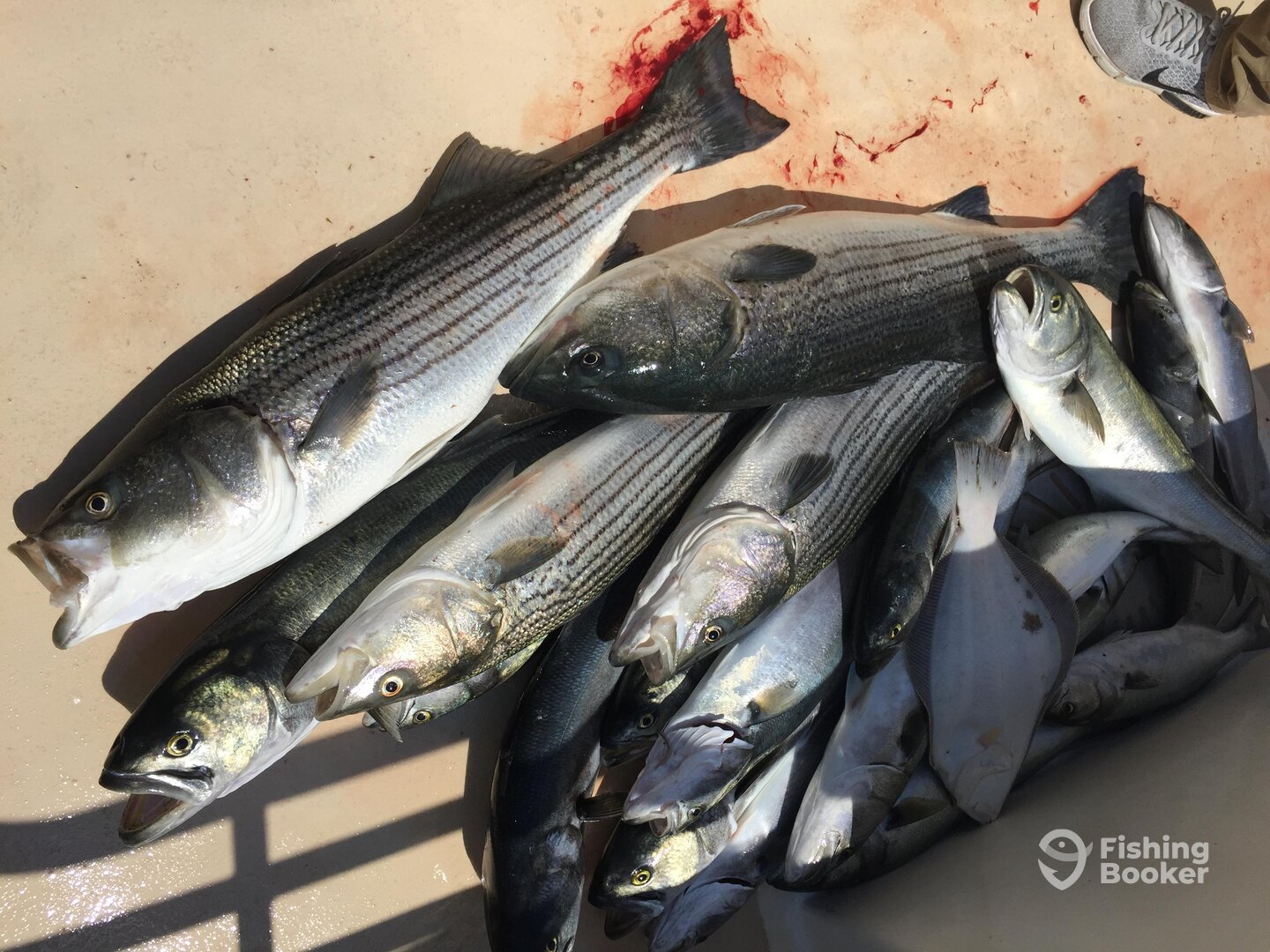 Montauk Report Photo 0