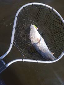 Carrabelle Report Photo 1