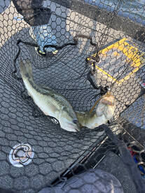 2 in the net same time!!