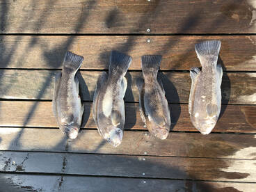 Rehoboth Beach Report Photo 2