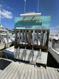 Fall king mackerel