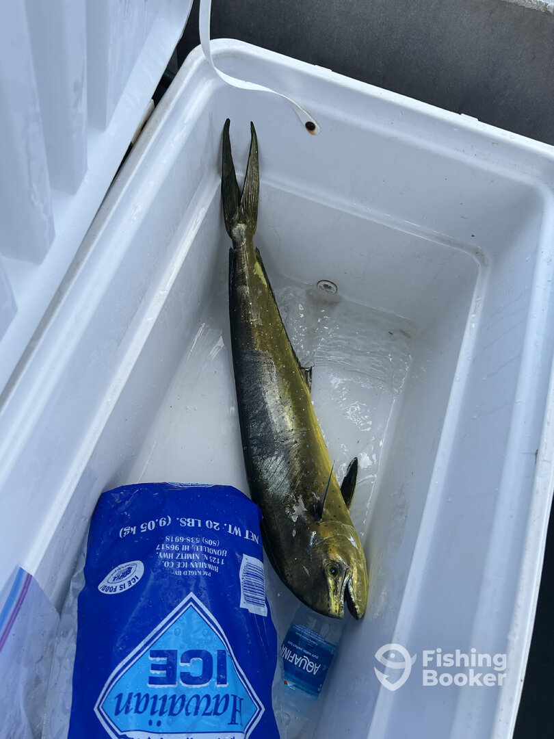 Haleiwa Report Photo 0