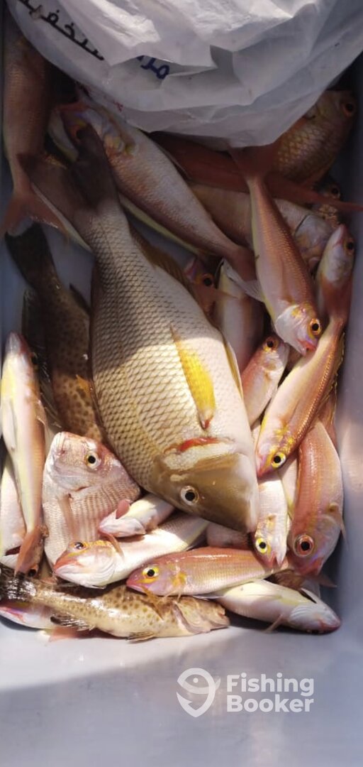 Fujairah Report Photo 0