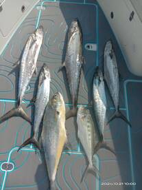 Reach the target. Got it huge king fisj.