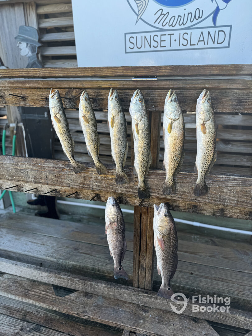 Corpus Christi Report Photo 0