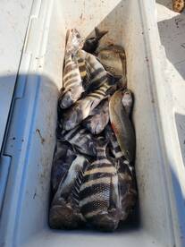 Apalachicola Report Photo 2