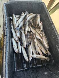 Empire Report Photo 2