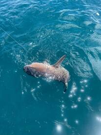 Playa Flamingo Report Photo 2