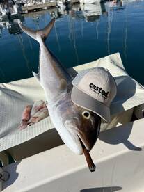 Dentex, groupers and amberjacks