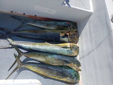 Exelente día de pesca por los Mahi mahi.