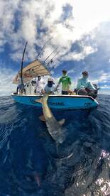 Shark ? and sailfish 