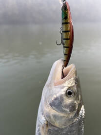 Belgrade Report Photo 2