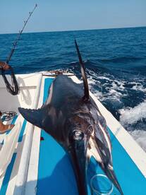 Manzanillo Report Photo 2