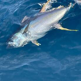 2024 Offshore Tuna Seafari