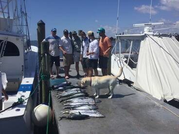 Kings and Blackfins have been inshore