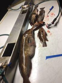 Salmon fishing pacific play ground