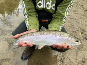 Thw steelhead are in full swing now till