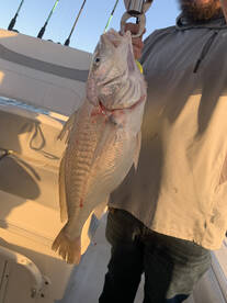 Dauphin Island Report Photo 2