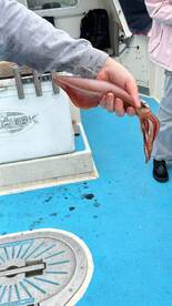 Eastbourne Report Photo 2