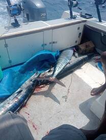 Wahoo and billfish