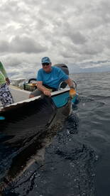 Daddy wants a pelagic too, let's go for 